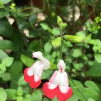 唇みたいな葉っぱの投稿画像一覧 Greensnap グリーンスナップ