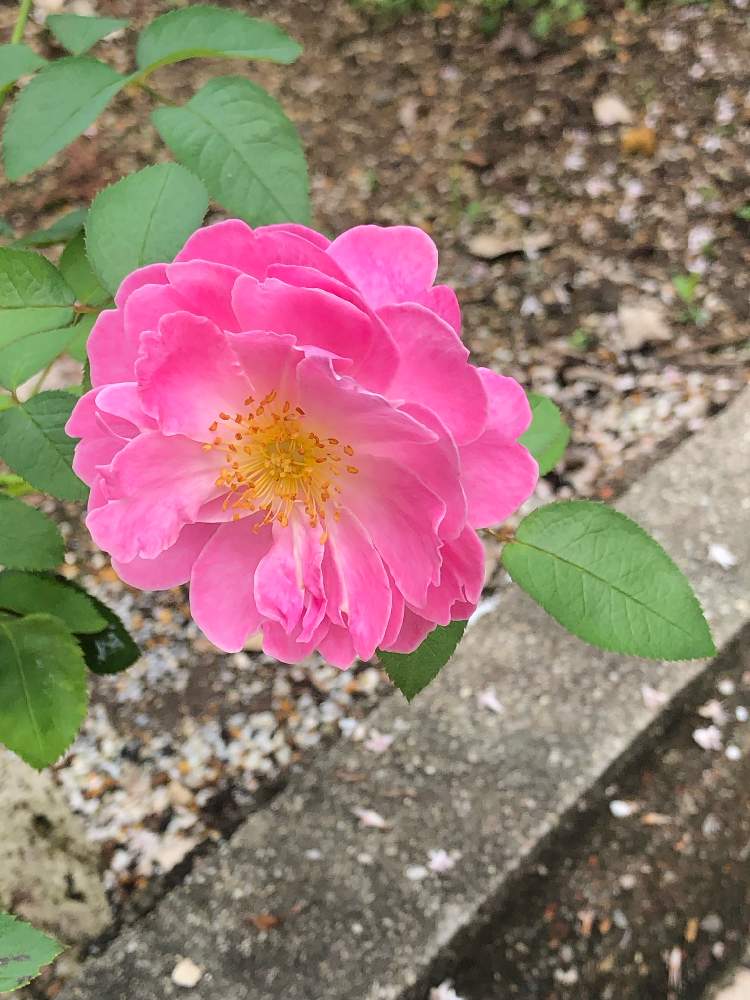 薔薇の名前は の投稿画像 By はにさん 実生と薔薇 と花のある暮らし 19月7月15日 Greensnap グリーンスナップ