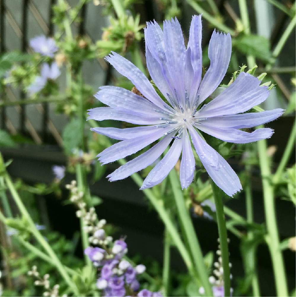 ベストチコリ 花 食べ方 すべての美しい花の画像