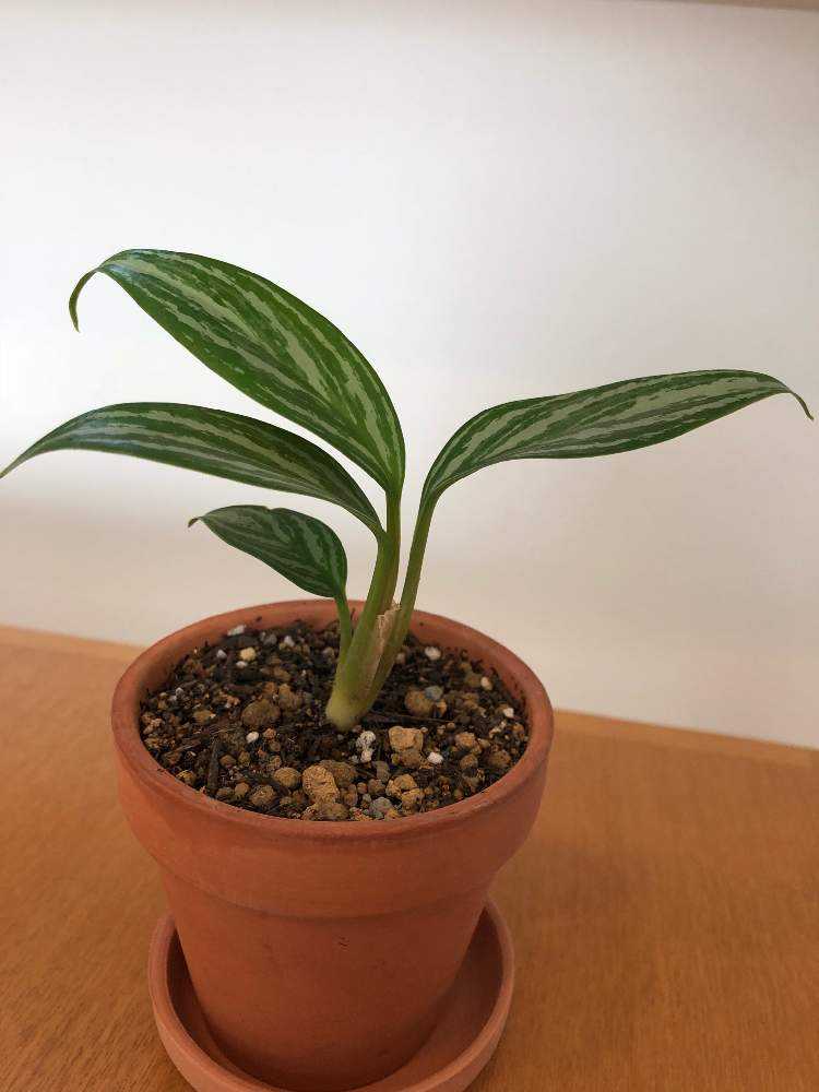 アグラオネマ カーティシー｜🍀GreenSnap（グリーンスナップ）