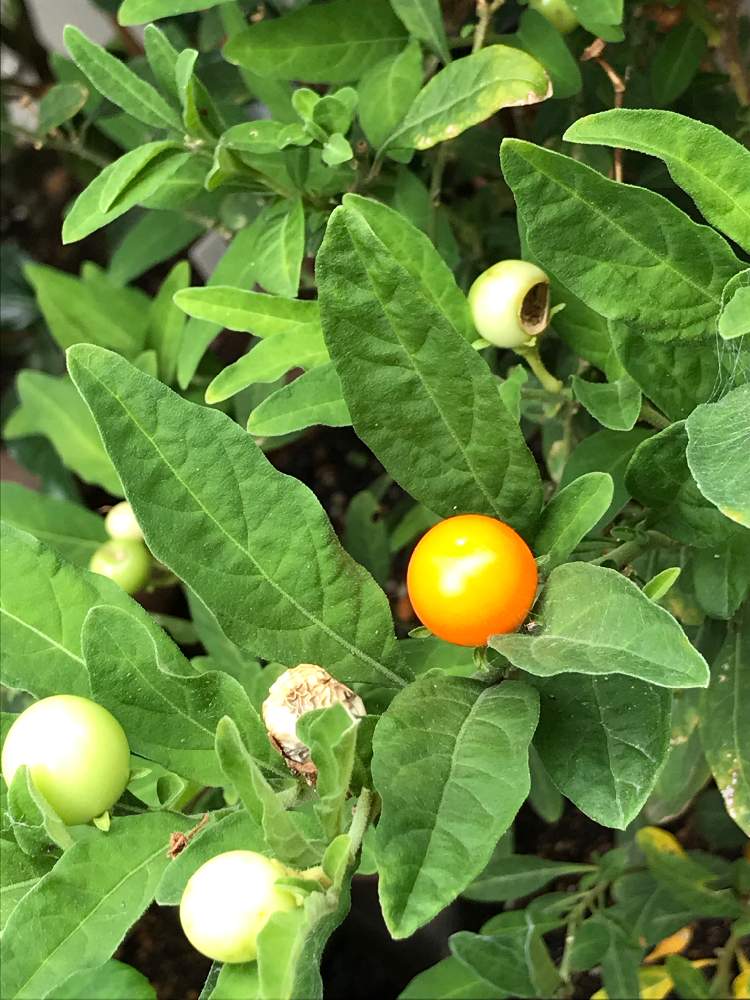 実がなる木の投稿画像 By Frillさん 非耐寒性とオレンジ色の実と鉢植えと白い花 19月7月15日 Greensnap グリーンスナップ