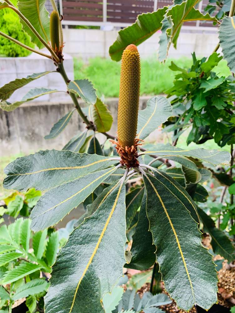 バンクシア　スワンプ　ロブル　ロブール 楽天市場】バンクシア（ロブル） 8号 プラスチック鉢 1鉢