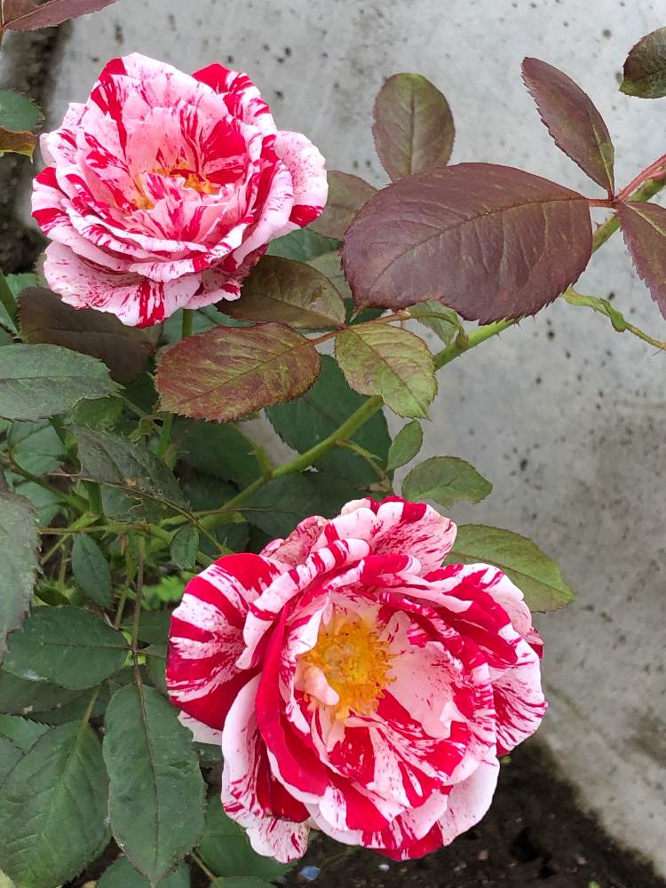 バラの投稿画像 By Suryaさん センチメンタルと花のある暮らしとバラ ミニバラとバラのある暮らしと絞りのバラ 19月7月15日 Greensnap グリーンスナップ