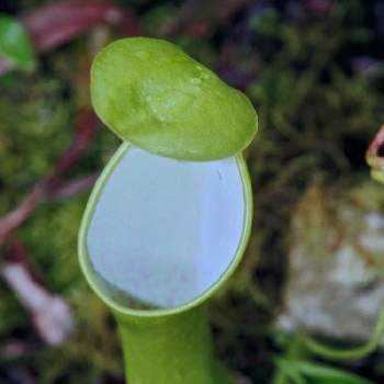 ネペンテス・グラシリスの画像 by Naさん | ネペンテス・グラシリスと食虫植物とネペンテス属とウツボカズラ属