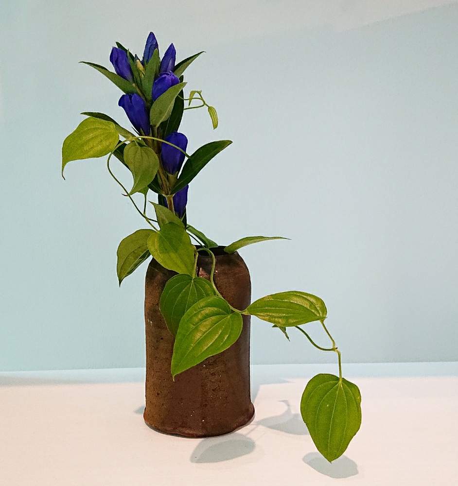 リンドウの投稿画像 By Kudokenさん リキュウソウといけばなと茶花と本日のサロンのいけばなといけばなのある美容室といけばなと茶花と本日のサロンのいけばなといけばなのある美容室 19月7月15日 Greensnap グリーンスナップ Greensnap グリーンスナップ