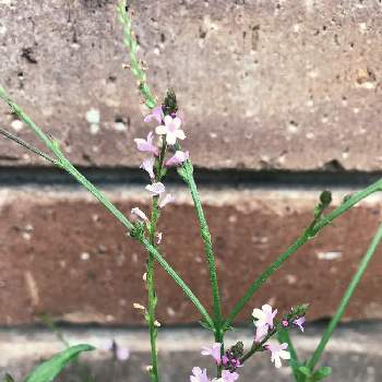 バーベナバンプトンの投稿画像一覧 Greensnap グリーンスナップ