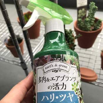 多肉 エアプランツの活力の投稿画像一覧 Greensnap グリーンスナップ