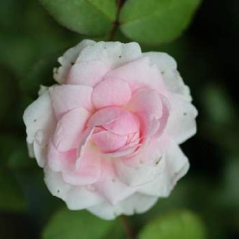 白とピンク色の花の画像 by m-hippo＊さん | 小さな庭と薔薇　フンショウロウとバラ・ミニバラと白とピンク色の花