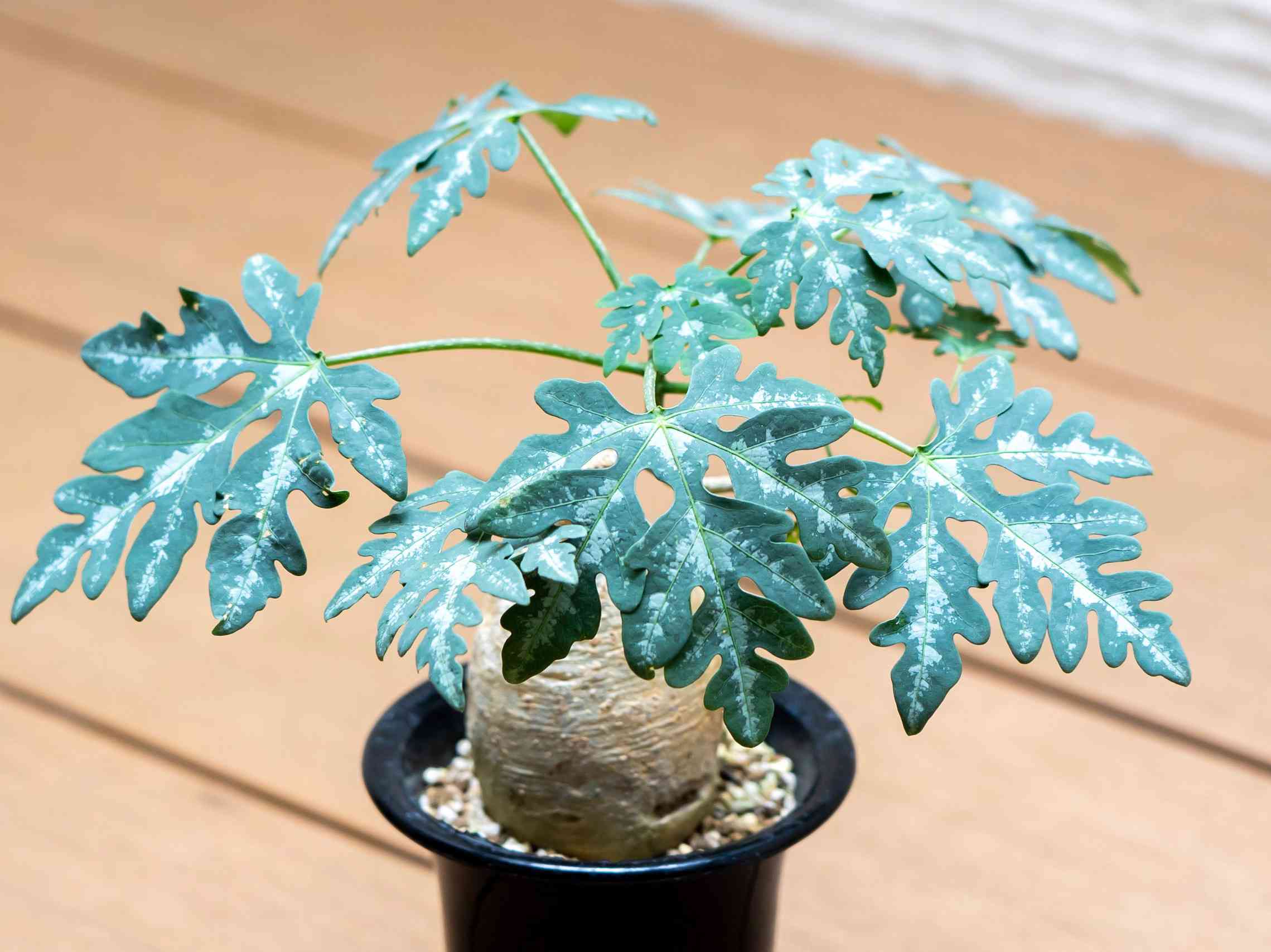 アデニア.ペリエリの一覧｜🍀GreenSnap（グリーンスナップ）