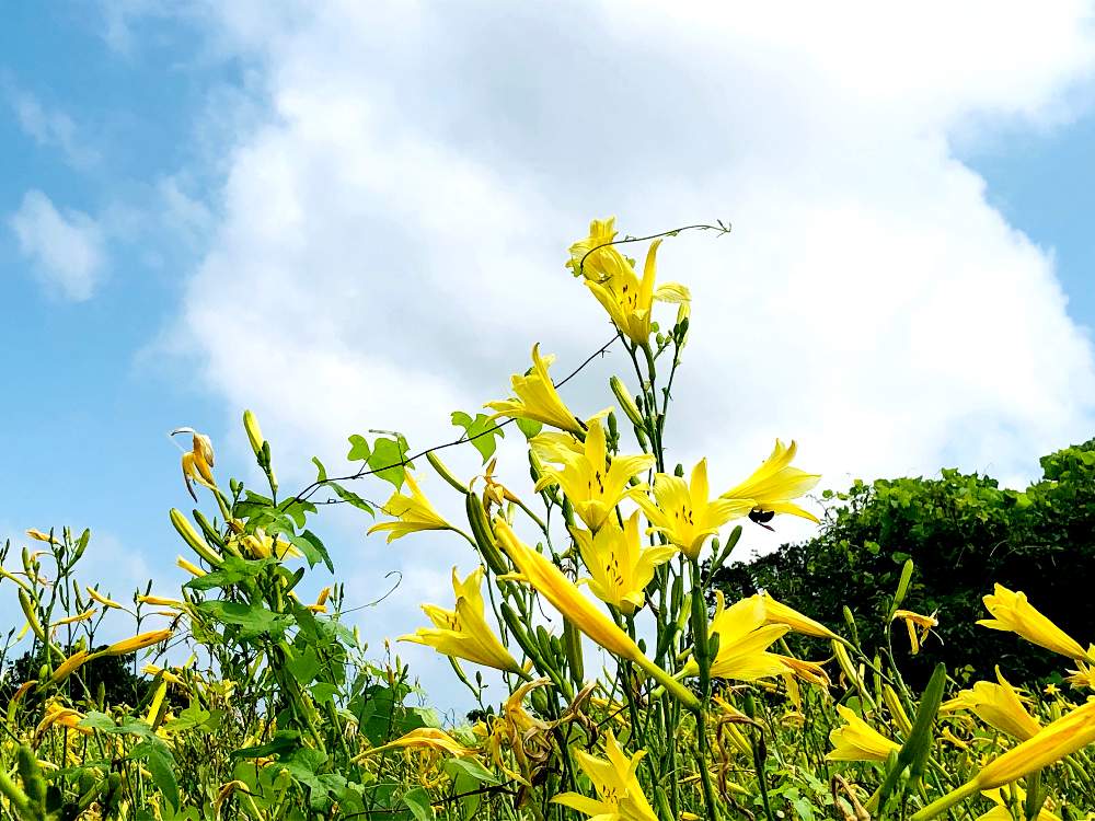 ユウスゲの投稿画像 By とみーさん 花のある暮らしときいろいお花 19月7月15日 Greensnap グリーンスナップ