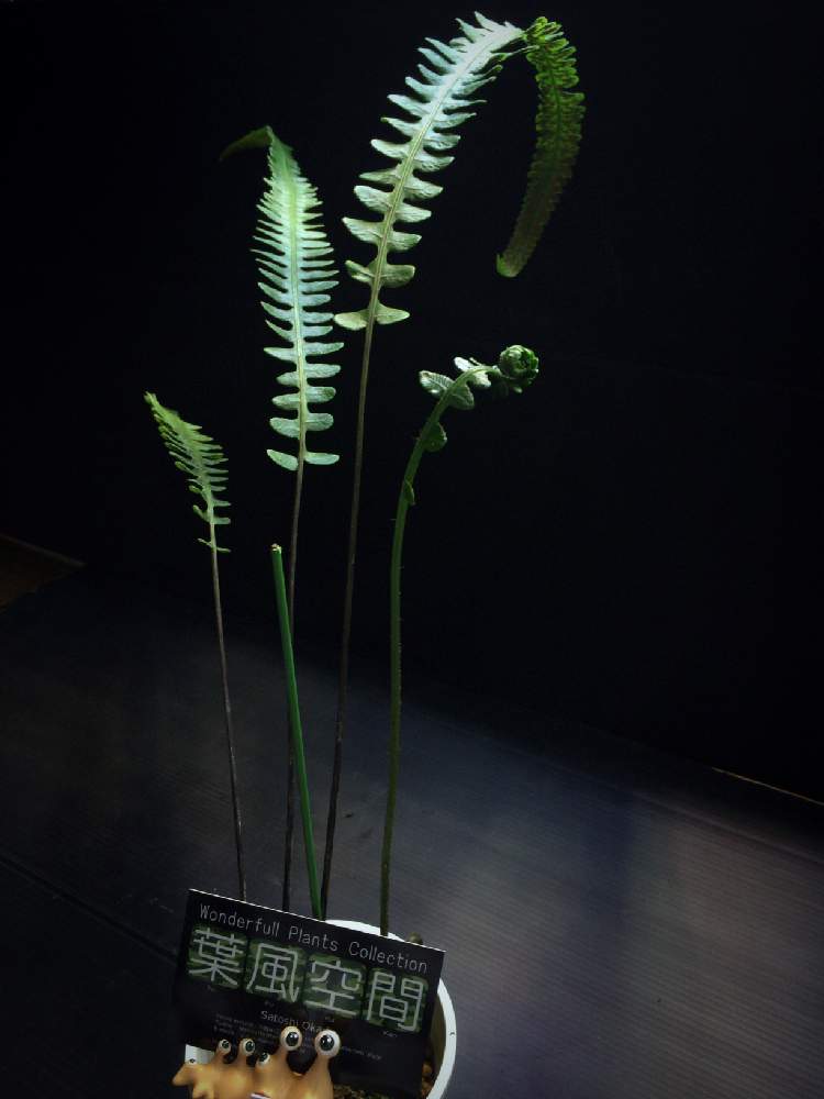 シダ植物の投稿画像 By Esさん 戦利品と植中毒と萌え萌え 19月7月15日 Greensnap グリーンスナップ