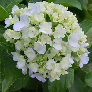 50 白い アジサイ 種類 美しい花の画像