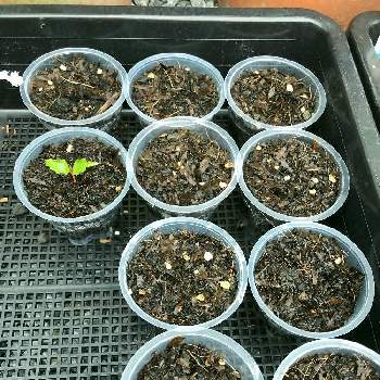 手作り育苗ポットの投稿画像一覧 Greensnap グリーンスナップ