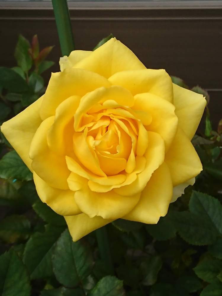 花のある暮らしの投稿画像 By ドラえもんさん 19月7月16日 Greensnap グリーンスナップ