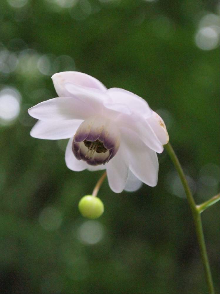 レンゲショウマの投稿画像 By なるさん 森林公園と丘陵散策 19月7月16日 Greensnap グリーンスナップ