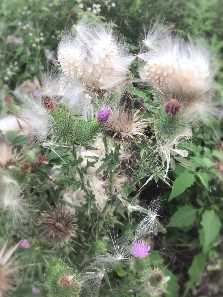 お散歩の途中の投稿画像 By K Wreathさん 野アザミの花ともふもふ とアザミ属と花のある暮らしとふわふわの綿毛 19月7月16日 Greensnap グリーンスナップ