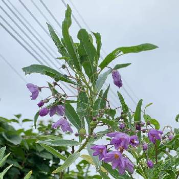 ルリヤナギ☆の画像 by SUNさん | お出かけ先と7月の花と薄紫色と散歩道と花のある暮らしとお散歩とるりヤナギとルリヤナギ☆