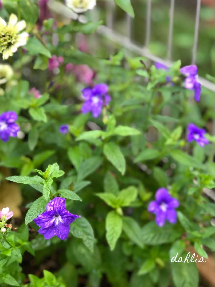 ブロワリアの投稿画像 By Dahliaさん 夏の花とガーデニングと花のある暮らしといやされると病気も虫にも強い 19月7月16日 Greensnap グリーンスナップ