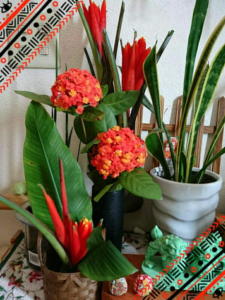 サンスベリアの投稿画像 By 花とトマトさん サンタンカと美人草とサンスベリア と美人草 とキレイ とサンタンカ とガーデニングと花のある暮らし 19月7月16日 Greensnap グリーンスナップ