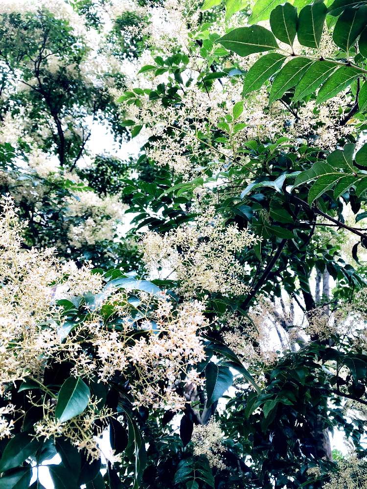 カブトムシが好む植物の投稿画像 By 木蓮さん シマトネリコ とトネリコ属とモクレン科と夏でも元気な花フォトコン 19月7月16日 Greensnap グリーンスナップ
