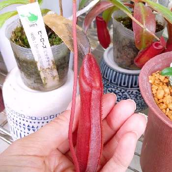 ウツボカズラの投稿画像一覧 Greensnap グリーンスナップ