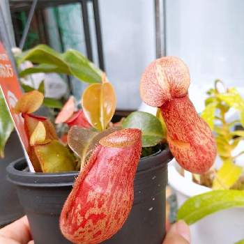 ウツボカズラの投稿画像一覧 Greensnap グリーンスナップ