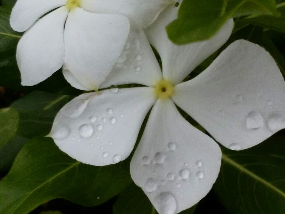ニチニチソウの投稿画像 By Moonさん 白い花と梅雨と雨のしずく 19月7月16日 Greensnap グリーンスナップ