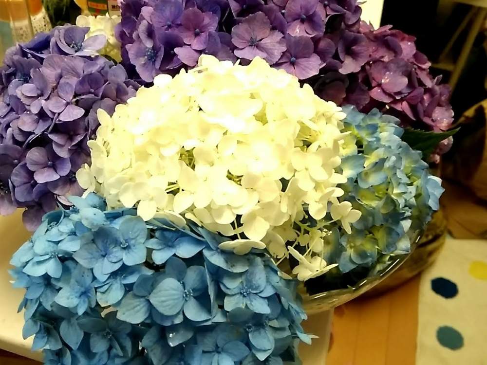 贈る結婚祝い niwa様ご専用♡秋色紫陽花ドライフラワー