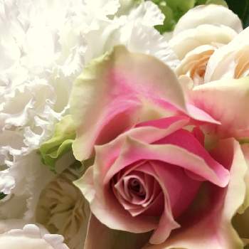 両親の画像 by かもめさん | 金婚式のお祝いと薔薇。とお祝いのお花と両親と花束