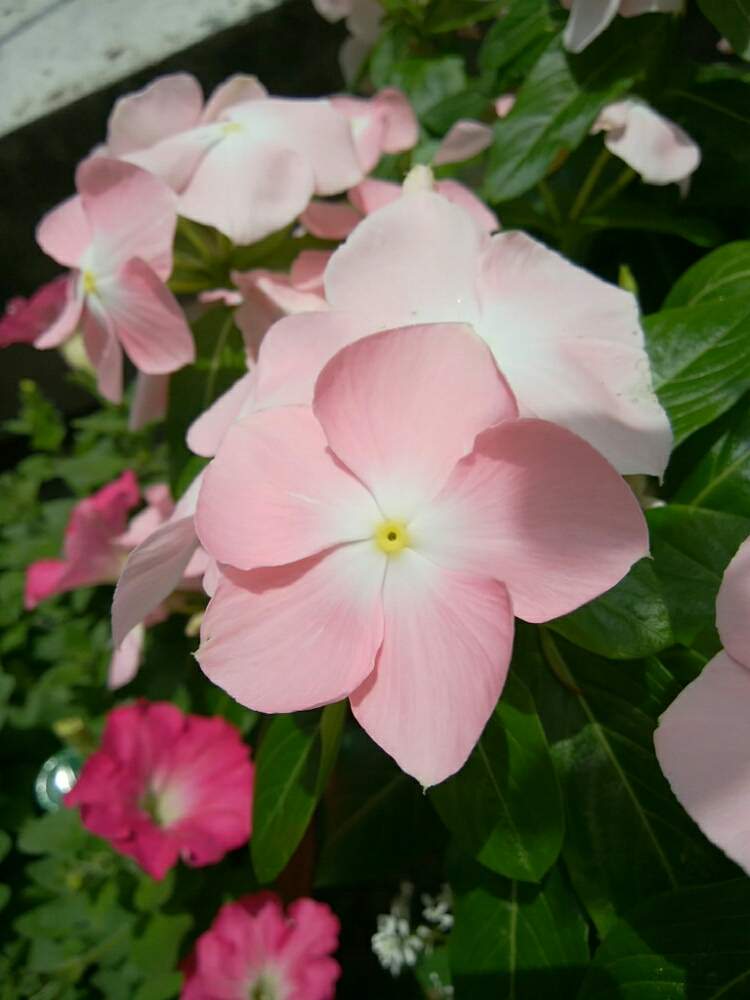 ニチニチソウの投稿画像 By Cynthiaさん 日々草 みさきと花のある暮らしと寄せ植え 19月7月16日 Greensnap グリーンスナップ