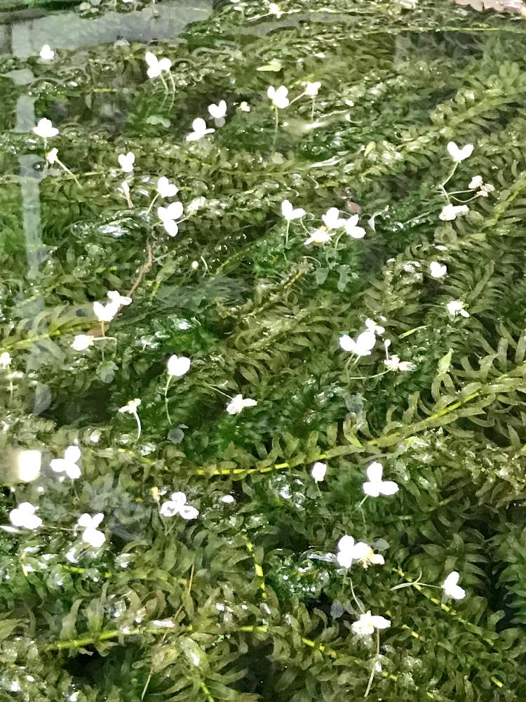 オオカナダモ アナカリス の投稿画像 By タッカーさん 水草の花と小さい花と白い花シリーズと白色の花といっぱいとiphone撮影 19月7月17日 Greensnap グリーンスナップ