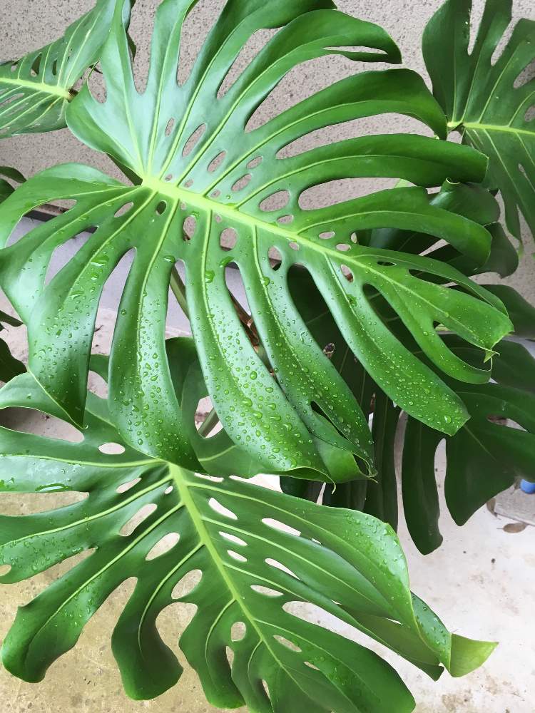 モンステラ属の投稿画像 By ひみこさん 観葉植物と100均モンステラと100均観葉植物と花のある暮らしと観葉植物himiとモンステラ と100均植物himi 19月7月17日 Greensnap グリーンスナップ