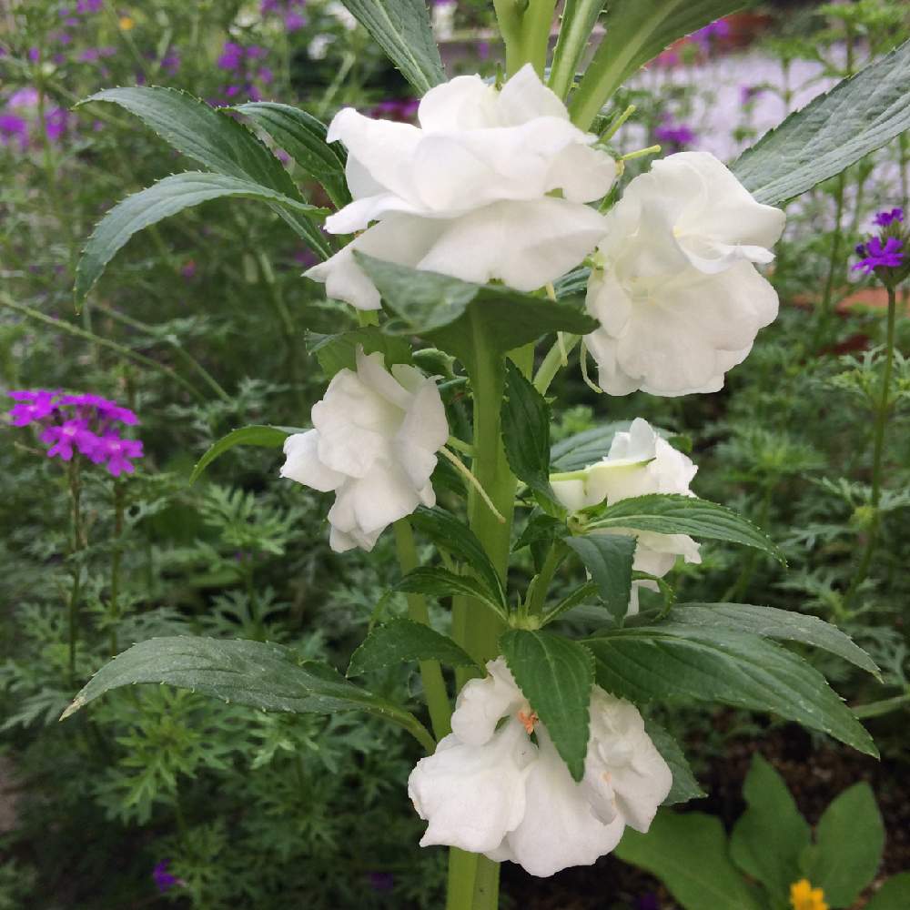 みどりのある暮らしの投稿画像 By ちこさん 鳳仙花 と八重咲きとほうせんかと花のある暮らしと白い花 19月7月17日 Greensnap グリーンスナップ