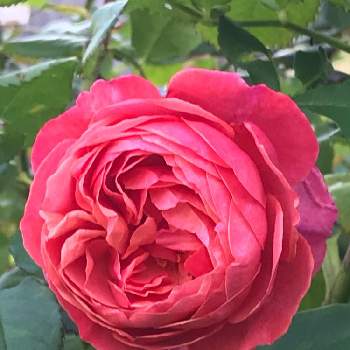 バラ ラデュレの投稿画像一覧 Greensnap グリーンスナップ