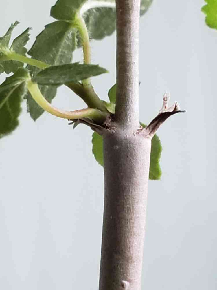 コミフォラ オブロンギフォリアの一覧｜🍀GreenSnap（グリーンスナップ）