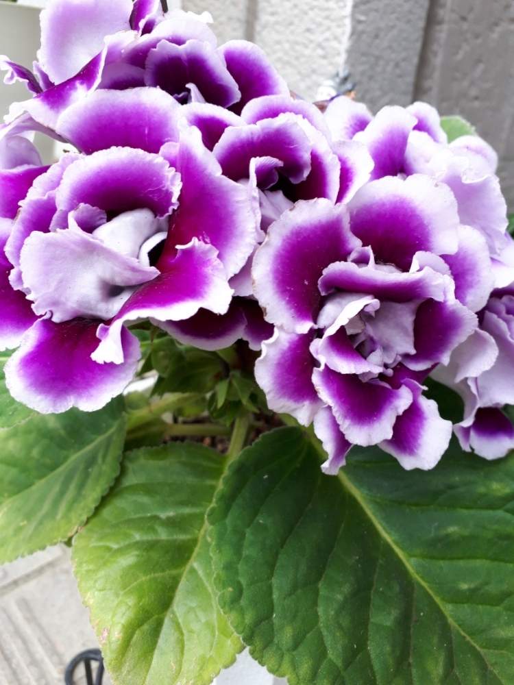 グロキシニアの投稿画像 By みかさん 八重咲きと花のある暮らしとムラサキの花 19月7月17日 Greensnap グリーンスナップ