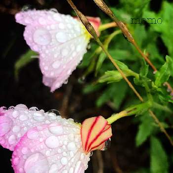 梅雨だからの画像 by momoさん | 小さな庭と月見草とツキミソウと可愛いと梅雨だからとピンクピンクとドット柄と今日のお花とおうち園芸とマクロレンズシリーズ水滴編