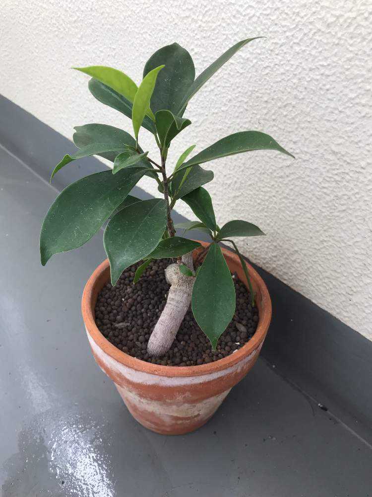 ガジュマル10年・熱帯植物・丈1,7メートル ガジュマル 10号 | 観葉植物 | 送料無料でお届け - Hitohana