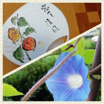 描いてみよう の投稿画像一覧 Greensnap グリーンスナップ