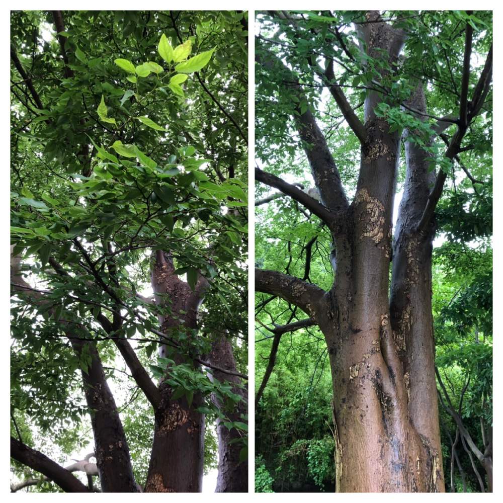 ムクノキ 椋木 の投稿画像 By Junko T T Iさん 帰りの公園とお出かけ先と帰りの公園 19月7月17日 Greensnap グリーンスナップ Greensnap グリーンスナップ