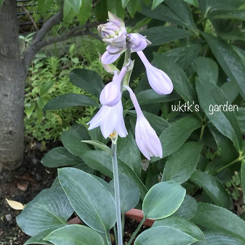 ギボウシの投稿画像 By Wk Tkさん ギボウシ ホスタ とホスタ ハルシオンとカラーリーフと紫色の花 とバラと夢clubとキボウシ 擬宝珠 と夏でも元気な花フォトコンとiphone撮影 19月7月17日 Greensnap グリーンスナップ