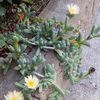 デロスペルマ属 夕波の投稿画像一覧 Greensnap グリーンスナップ