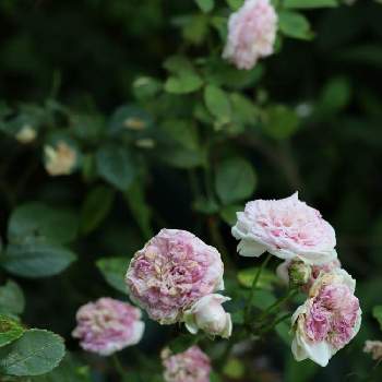 白とピンク色の花の画像 by m-hippo＊さん | 小さな庭と薔薇　フンショウロウと白とピンク色の花