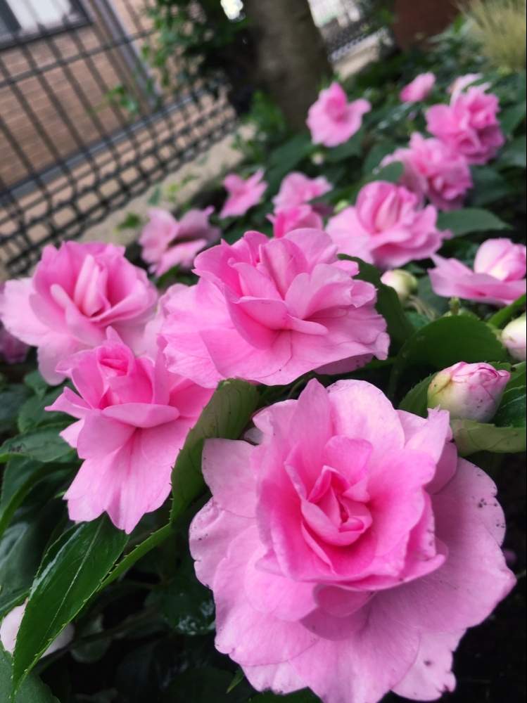 インパチェンスの投稿画像 By さのんさん カリフォルニアローズとバラ咲きインパチェンスとカリフォルニアローズ フィエスタとガーデニングと花のある暮らしと地植えと庭の宿根草と小さな庭とカリフォルニアローズ フィエスタとガーデニングと花のある暮らしと地植えと庭