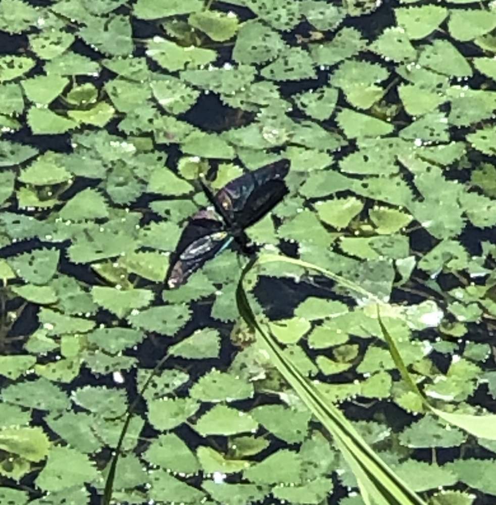 ヒシの投稿画像 By Heathさん チョウトンボと葉っぱとミソハギ科と昆虫シリーズと新潟県立植物園と白い花と植物と昆虫とトンボと一年草と浮葉植物 19月7月17日 Greensnap グリーンスナップ