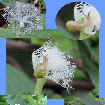 カラスウリの蕾の画像 by 花と虫と風と空とさん | カラスウリの蕾とカラスウリの花♪