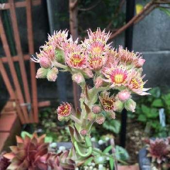 センペルビウムの花 の投稿画像一覧 Greensnap グリーンスナップ