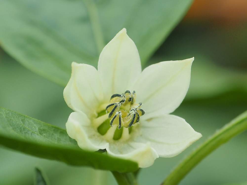 ピーマンの投稿画像 By さぁ ちゃんさん ディズニーランド 19月7月18日 Greensnap グリーンスナップ