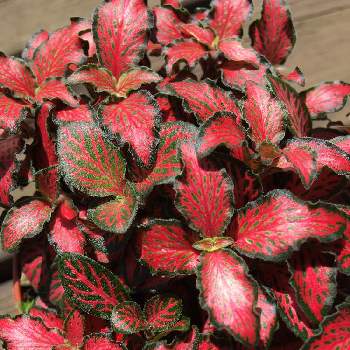 トップ100赤い 葉っぱ 観葉 植物 赤い 葉 すべての美しい花の画像