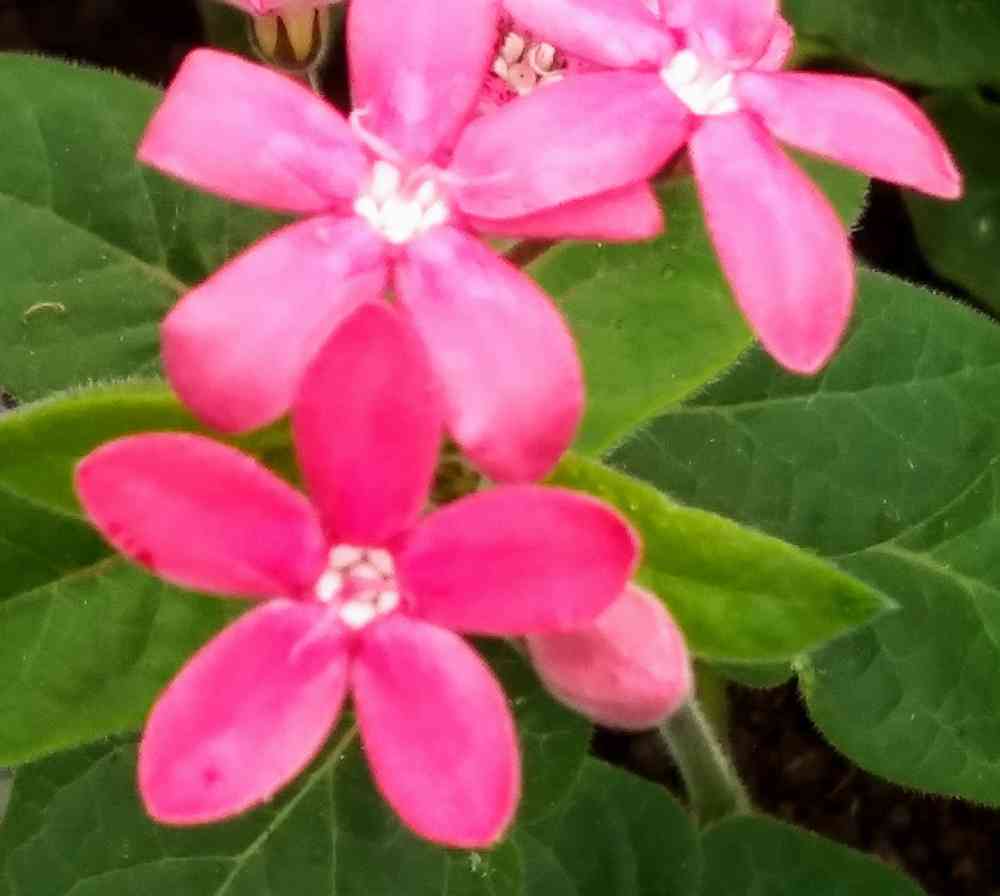 オキシペタラム　ピンク オキシペタラム 'マヨール ピンク'｜おぎはら植物園